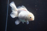 Thai Oranda  White 5 Inch (ID#917R12c-105) Free2Day SHIPPING