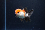 Juvenile Thai Oranda  Tricolor 3 Inch (ID#1122To13b-64) Free2Day SHIPPING