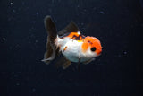 Juvenile Thai Oranda  Tricolor 3 Inch (ID#1122To13b-64) Free2Day SHIPPING