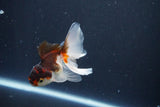 Baby Thai Oranda  Tricolor 3.5 Inch (ID#1025ToPTA-40) Free2Day SHIPPING