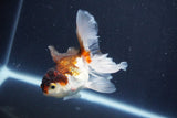 Baby Thai Oranda  Tricolor 3.5 Inch (ID#1025ToPTA-40) Free2Day SHIPPING