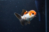 Juvenile Thai Oranda  Tricolor 3 Inch (ID#1122To13b-64) Free2Day SHIPPING