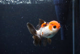 Juvenile Thai Oranda  Tricolor 3 Inch (ID#1122To13b-64) Free2Day SHIPPING