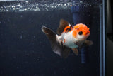 Juvenile Thai Oranda  Tricolor 3 Inch (ID#1122To13b-64) Free2Day SHIPPING