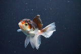 Baby Thai Oranda  Tricolor 3.5 Inch (ID#1025ToPTA-40) Free2Day SHIPPING