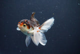 Baby Thai Oranda  Tricolor 3.5 Inch (ID#1025ToPTA-40) Free2Day SHIPPING