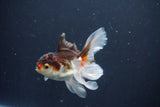 Baby Thai Oranda  Tricolor 3.5 Inch (ID#1025ToPTA-40) Free2Day SHIPPING