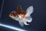 Baby Thai Oranda  Tricolor 3.5 Inch (ID#1025ToPTA-40) Free2Day SHIPPING