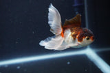 Baby Thai Oranda  Tricolor 3.5 Inch (ID#1025ToPTA-40) Free2Day SHIPPING