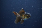 Baby Thai Oranda  Bronze 3 Inch (ID#1025ToPTA-41) Free2Day SHIPPING