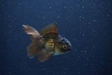 Baby Thai Oranda  Bronze 3 Inch (ID#1025ToPTA-41) Free2Day SHIPPING