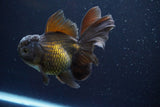 Thai Oranda  Bronze 4.5 Inch (ID#917R12c-106) Free2Day SHIPPING