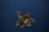 Baby Thai Oranda  Bronze 3 Inch (ID#1025ToPTA-41) Free2Day SHIPPING