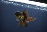 Baby Thai Oranda  Bronze 3 Inch (ID#1025ToPTA-41) Free2Day SHIPPING