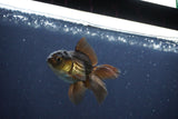 Baby Thai Oranda  Bronze 3 Inch (ID#1025ToPTA-41) Free2Day SHIPPING