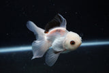 Juvenile Thai Oranda  Panda 3.5 Inch (ID#1122To13b-66) Free2Day SHIPPING