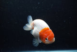 Ranchu  Sakura 4 Inch (ID#0113R1c-64) Free2Day SHIPPING