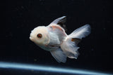 Juvenile Thai Oranda  Panda 3.5 Inch (ID#1122To13b-66) Free2Day SHIPPING