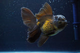 Thai Oranda  Bronze 4.5 Inch (ID#917R12c-106) Free2Day SHIPPING