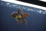 Baby Thai Oranda  Bronze 3 Inch (ID#1025ToPTA-41) Free2Day SHIPPING