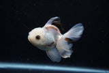 Juvenile Thai Oranda  Panda 3.5 Inch (ID#1122To13b-66) Free2Day SHIPPING