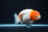 Ranchu  Sakura 4 Inch (ID#0113R1c-64) Free2Day SHIPPING