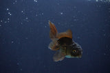 Baby Thai Oranda  Bronze 3 Inch (ID#1025ToPTA-41) Free2Day SHIPPING