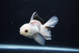 Juvenile Thai Oranda  Panda 3.5 Inch (ID#1122To13b-66) Free2Day SHIPPING