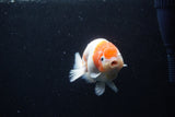 Ranchu  Sakura 4 Inch (ID#0113R1c-64) Free2Day SHIPPING