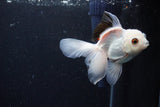 Juvenile Thai Oranda  Panda 3.5 Inch (ID#1122To13b-66) Free2Day SHIPPING