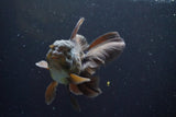 Thai Oranda  Bronze 4.5 Inch (ID#917R12c-106) Free2Day SHIPPING