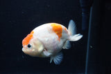 Ranchu  Sakura 4 Inch (ID#0113R1c-64) Free2Day SHIPPING