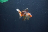 Baby Thai Oranda  Tricolor 3 Inch (ID#1029ToPTA-30) Free2Day SHIPPING