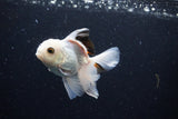 Juvenile Thai Oranda  Panda 3.5 Inch (ID#1122To13b-66) Free2Day SHIPPING