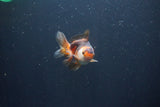 Baby Thai Oranda  Tricolor 3 Inch (ID#1029ToPTA-30) Free2Day SHIPPING