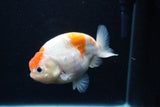 Ranchu  Sakura 4 Inch (ID#0113R1c-64) Free2Day SHIPPING