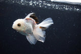 Juvenile Thai Oranda  Panda 3.5 Inch (ID#1122To13b-66) Free2Day SHIPPING