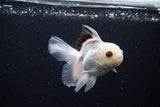 Juvenile Thai Oranda  Panda 3.5 Inch (ID#1122To13b-66) Free2Day SHIPPING