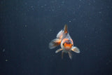 Baby Thai Oranda  Tricolor 3 Inch (ID#1029ToPTA-30) Free2Day SHIPPING