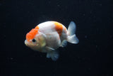 Ranchu  Sakura 4 Inch (ID#0113R1c-64) Free2Day SHIPPING