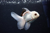 Juvenile Thai Oranda  Panda 3.5 Inch (ID#1122To13b-66) Free2Day SHIPPING