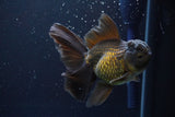 Thai Oranda  Bronze 4.5 Inch (ID#917R12c-106) Free2Day SHIPPING