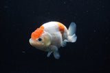 Ranchu  Sakura 4 Inch (ID#0113R1c-64) Free2Day SHIPPING