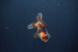 Baby Thai Oranda  Tricolor 3 Inch (ID#1029ToPTA-30) Free2Day SHIPPING