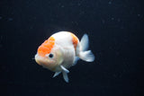 Ranchu  Sakura 4 Inch (ID#0113R1c-64) Free2Day SHIPPING