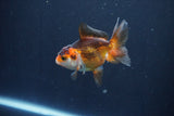 Baby Thai Oranda  Tricolor 3 Inch (ID#1029ToPTA-30) Free2Day SHIPPING