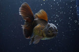 Thai Oranda  Bronze 4.5 Inch (ID#917R12c-106) Free2Day SHIPPING