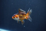 Baby Thai Oranda  Tricolor 3 Inch (ID#1029ToPTA-30) Free2Day SHIPPING