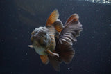 Thai Oranda  Bronze 4.5 Inch (ID#917R12c-106) Free2Day SHIPPING