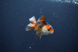 Baby Thai Oranda  Tricolor 3 Inch (ID#1029ToPTA-30) Free2Day SHIPPING